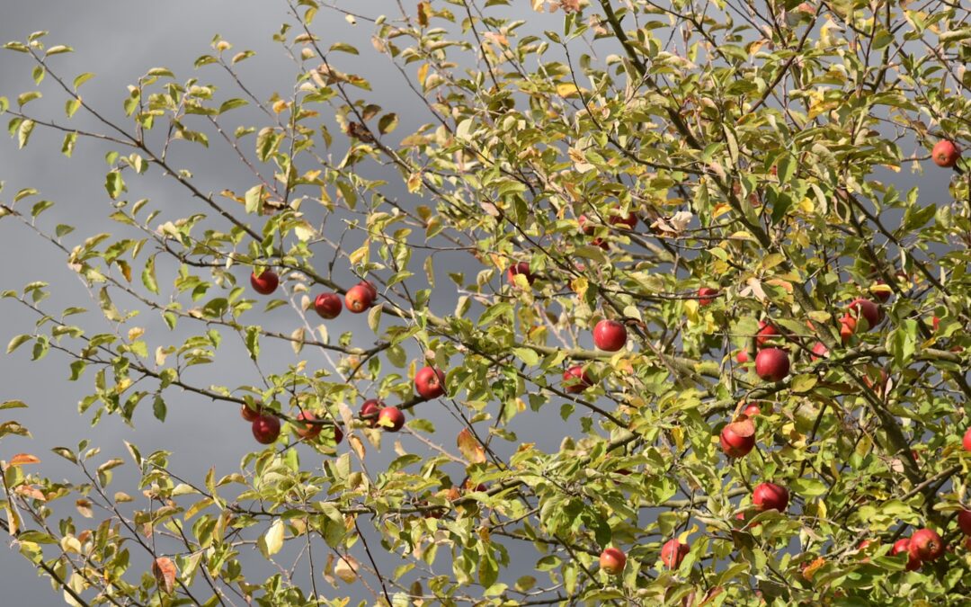 a tree filled with lots of red apples under a cloudy sky