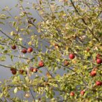 a tree filled with lots of red apples under a cloudy sky